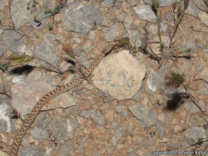 Desert Nightsnake (Hypsiglena chlorophaea deserticola)