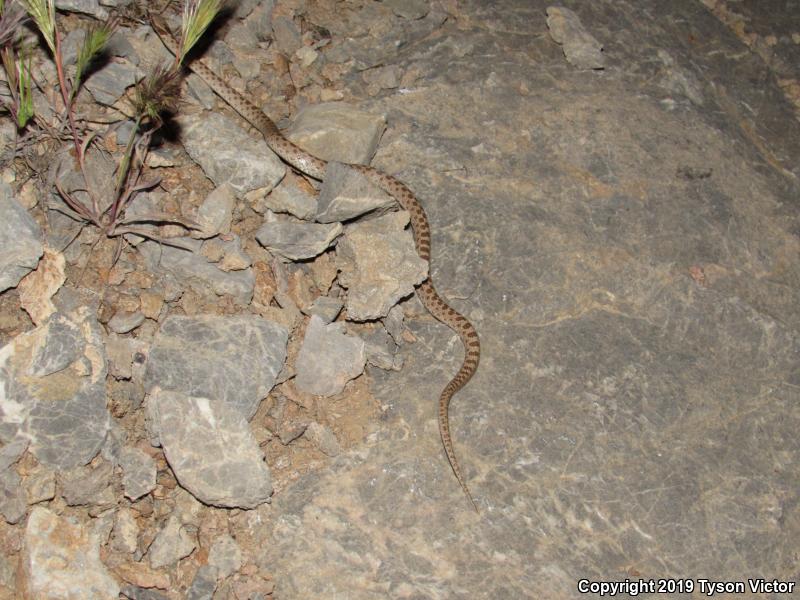 Desert Nightsnake (Hypsiglena chlorophaea deserticola)