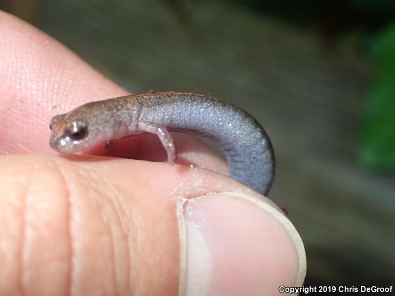Garden Slender Salamander (Batrachoseps major)