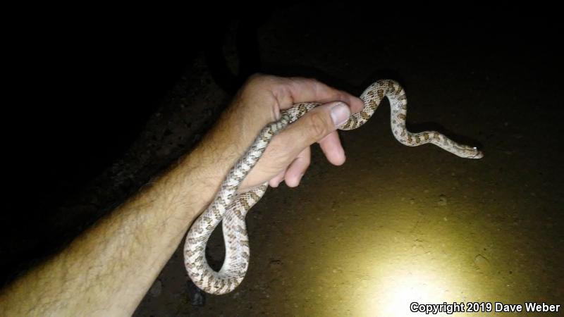 Arizona Glossy Snake (Arizona elegans noctivaga)