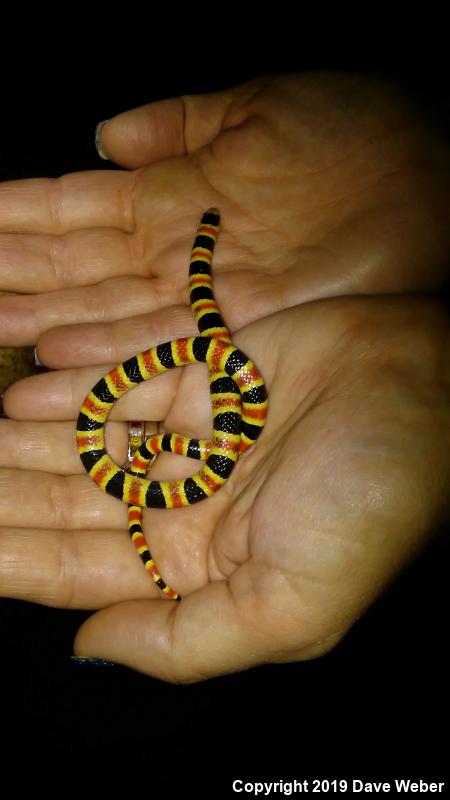 Western Shovel-nosed Snake (Chionactis occipitalis)