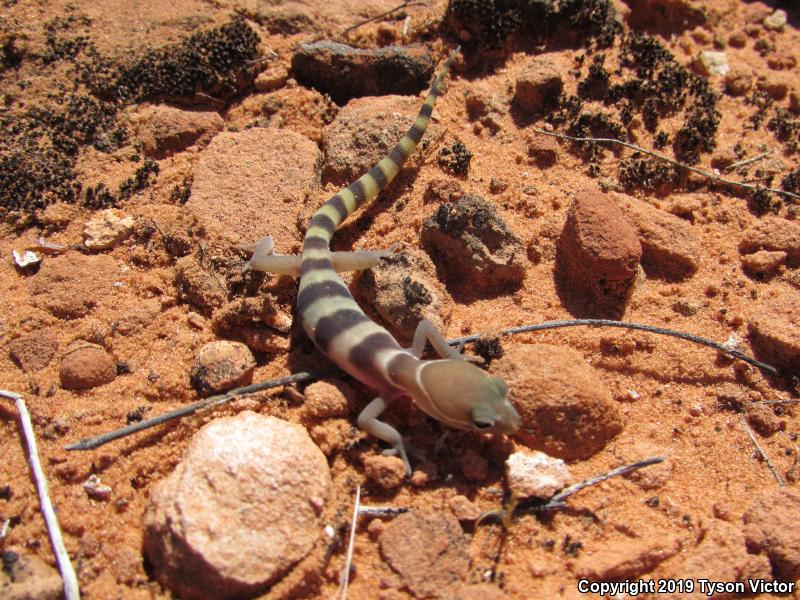 Utah Banded Gecko (Coleonyx variegatus utahensis)