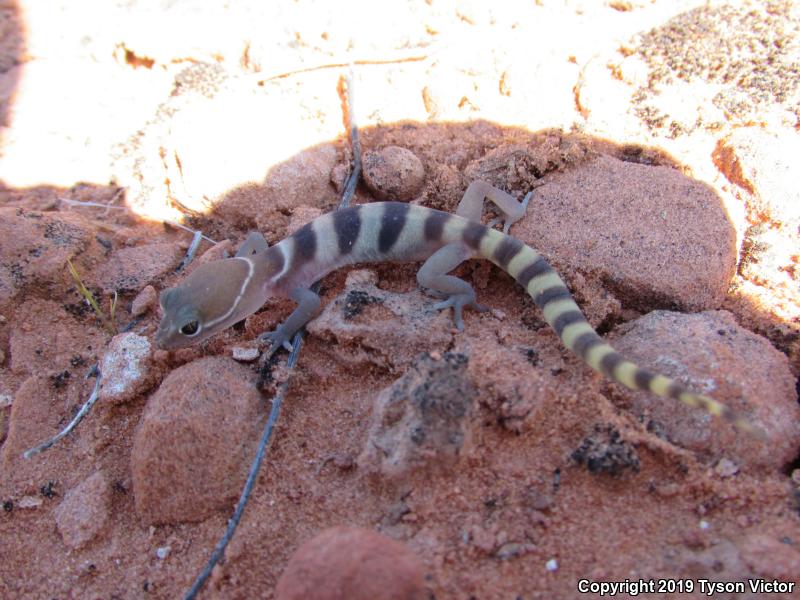 Utah Banded Gecko (Coleonyx variegatus utahensis)