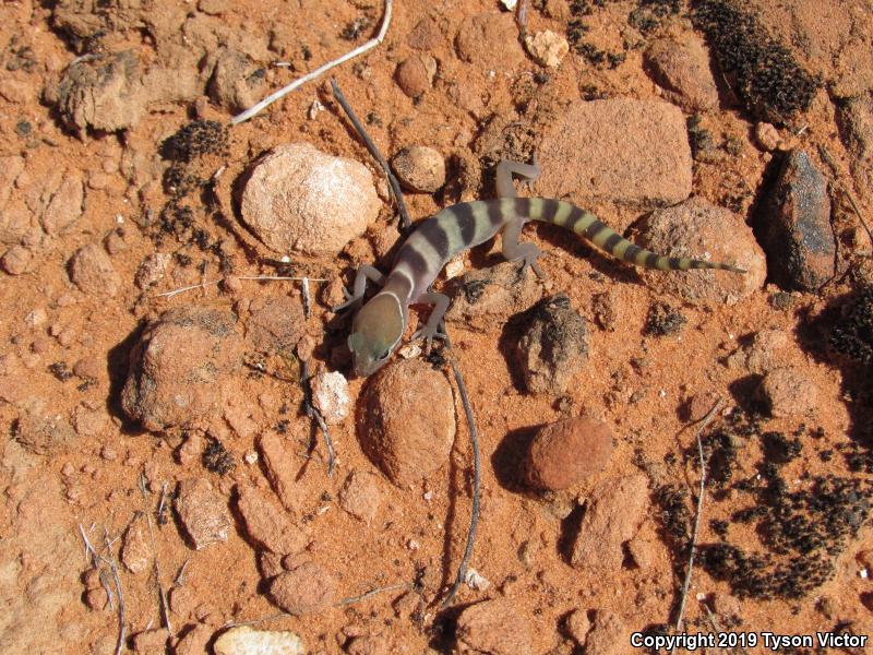 Utah Banded Gecko (Coleonyx variegatus utahensis)