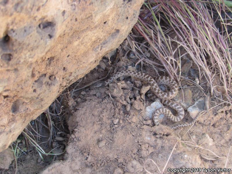 Desert Nightsnake (Hypsiglena chlorophaea deserticola)