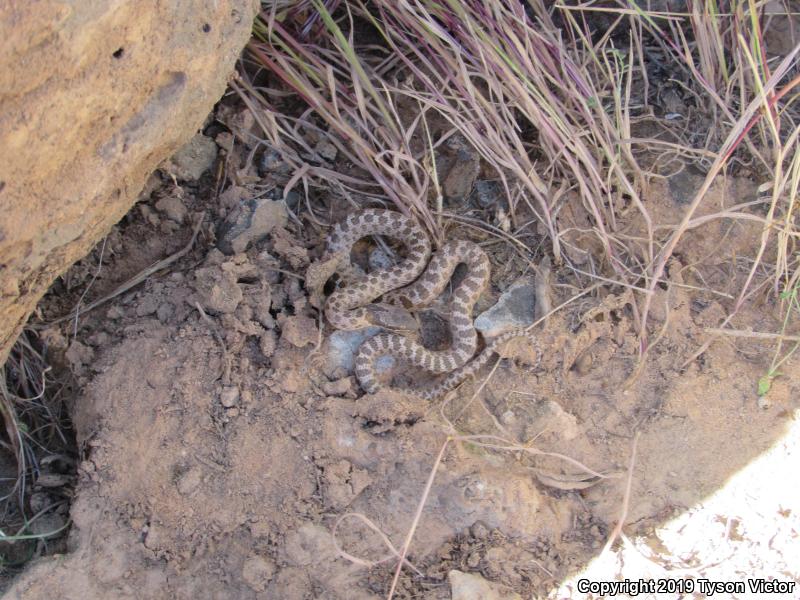 Desert Nightsnake (Hypsiglena chlorophaea deserticola)