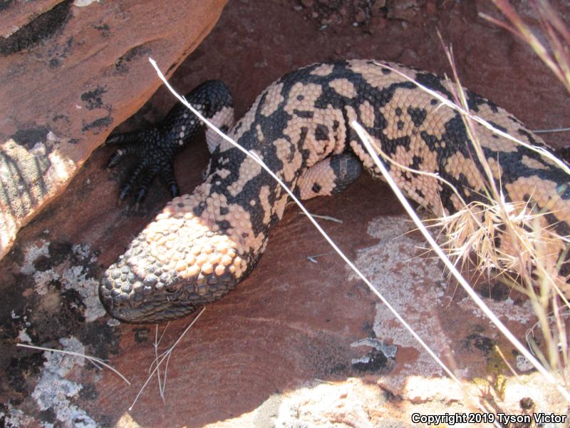 Banded Gila Monster (Heloderma suspectum cinctum)