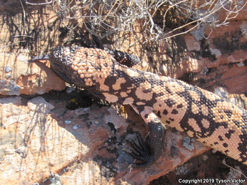 Banded Gila Monster (Heloderma suspectum cinctum)