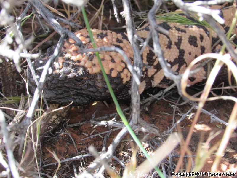 Banded Gila Monster (Heloderma suspectum cinctum)