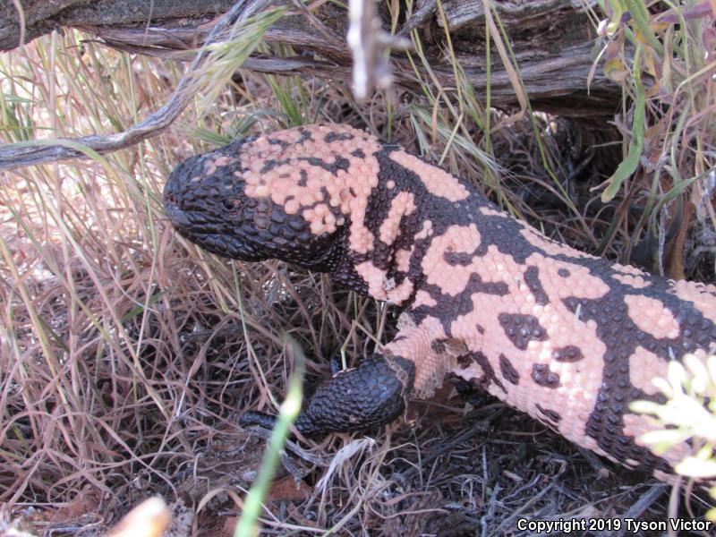 Banded Gila Monster (Heloderma suspectum cinctum)