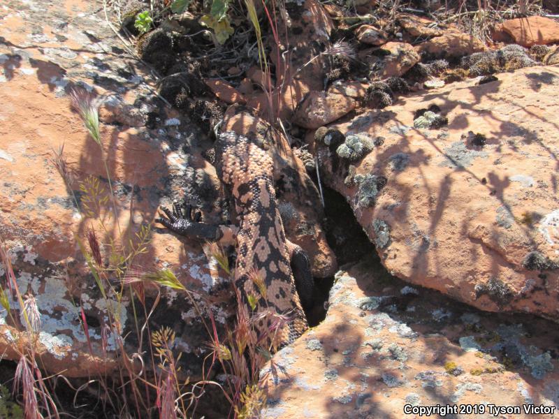 Banded Gila Monster (Heloderma suspectum cinctum)