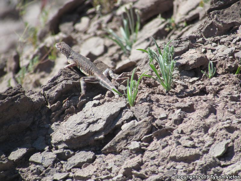 Western Zebra-tailed Lizard (Callisaurus draconoides rhodostictus)