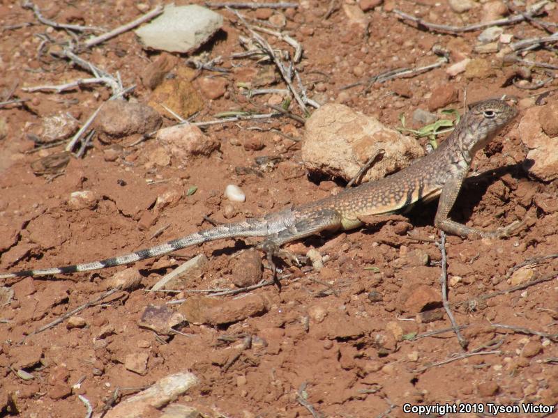 Western Zebra-tailed Lizard (Callisaurus draconoides rhodostictus)