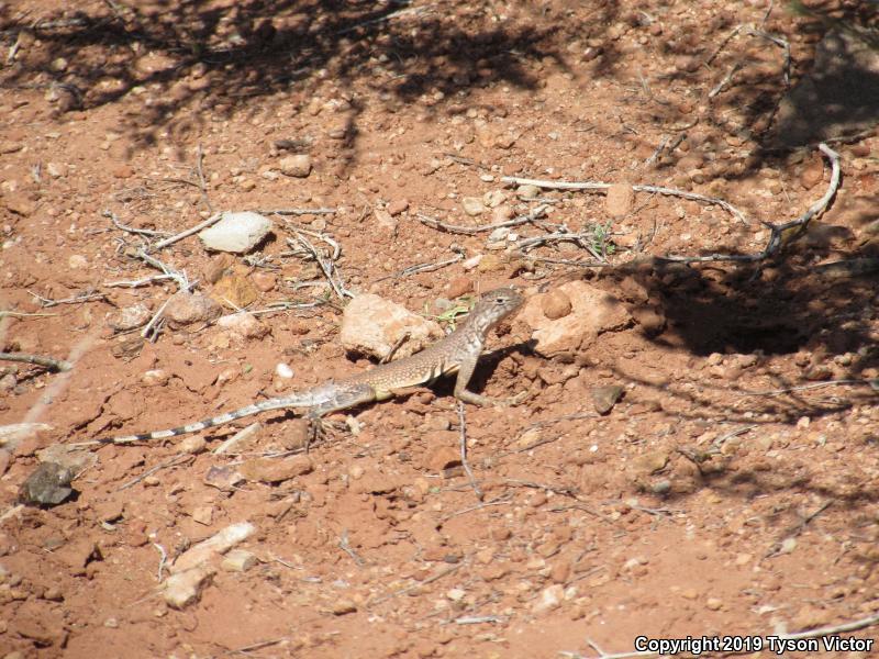 Western Zebra-tailed Lizard (Callisaurus draconoides rhodostictus)