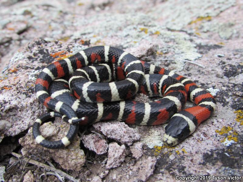 Utah Mountain Kingsnake (Lampropeltis pyromelana infralabialis)