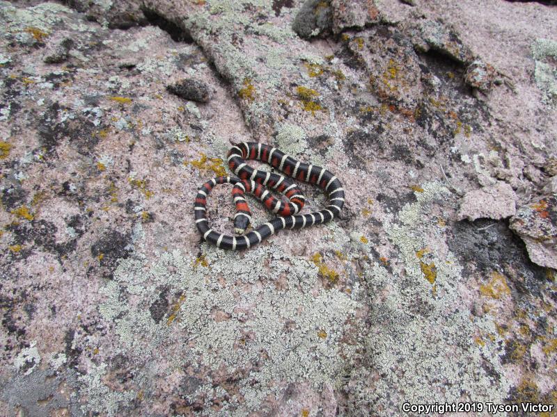 Utah Mountain Kingsnake (Lampropeltis pyromelana infralabialis)