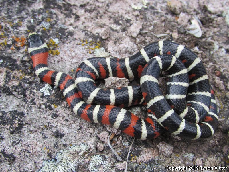 Utah Mountain Kingsnake (Lampropeltis pyromelana infralabialis)