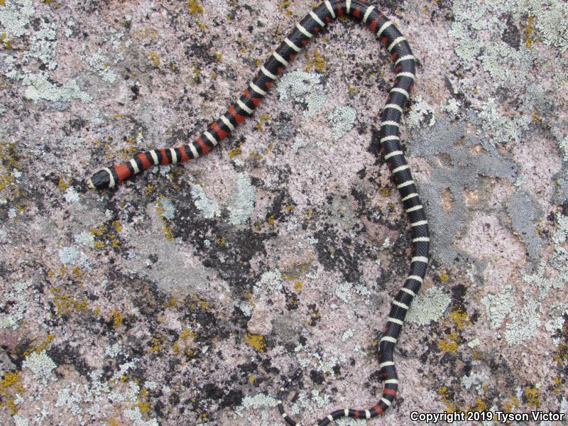 Utah Mountain Kingsnake (Lampropeltis pyromelana infralabialis)