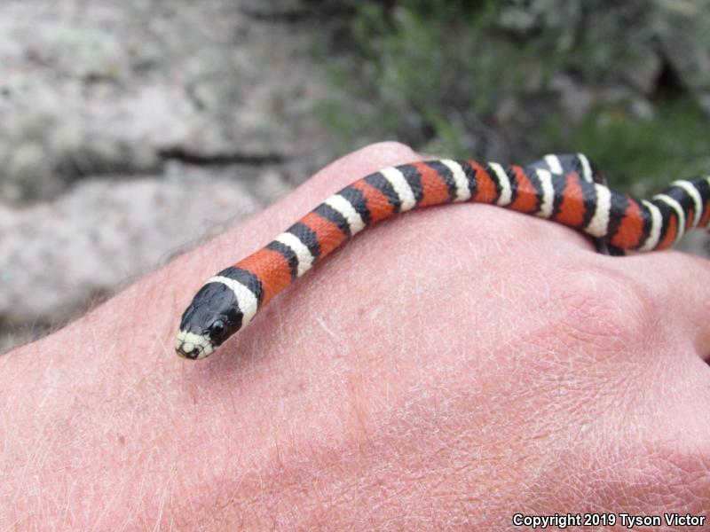 Utah Mountain Kingsnake (Lampropeltis pyromelana infralabialis)