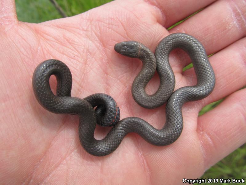 San Bernardino Ring-necked Snake (Diadophis punctatus modestus)