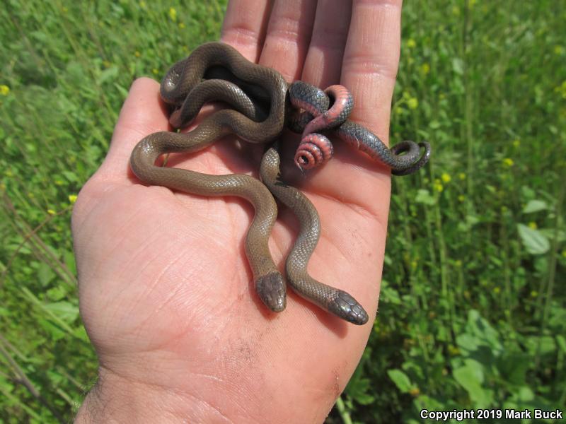 San Bernardino Ring-necked Snake (Diadophis punctatus modestus)