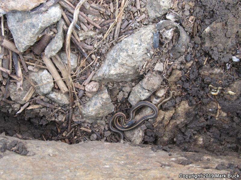 Valley Gartersnake (Thamnophis sirtalis fitchi)