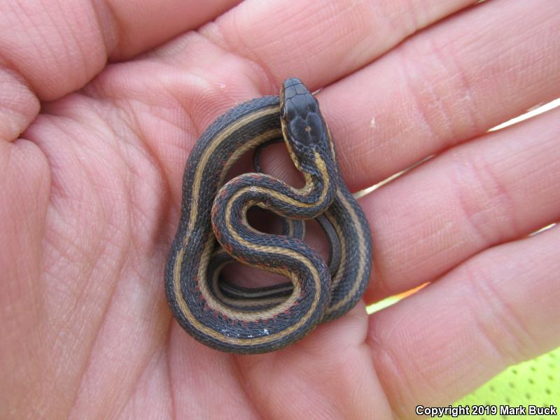 Valley Gartersnake (Thamnophis sirtalis fitchi)