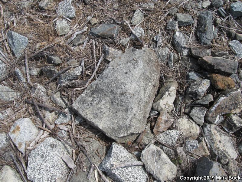 Valley Gartersnake (Thamnophis sirtalis fitchi)