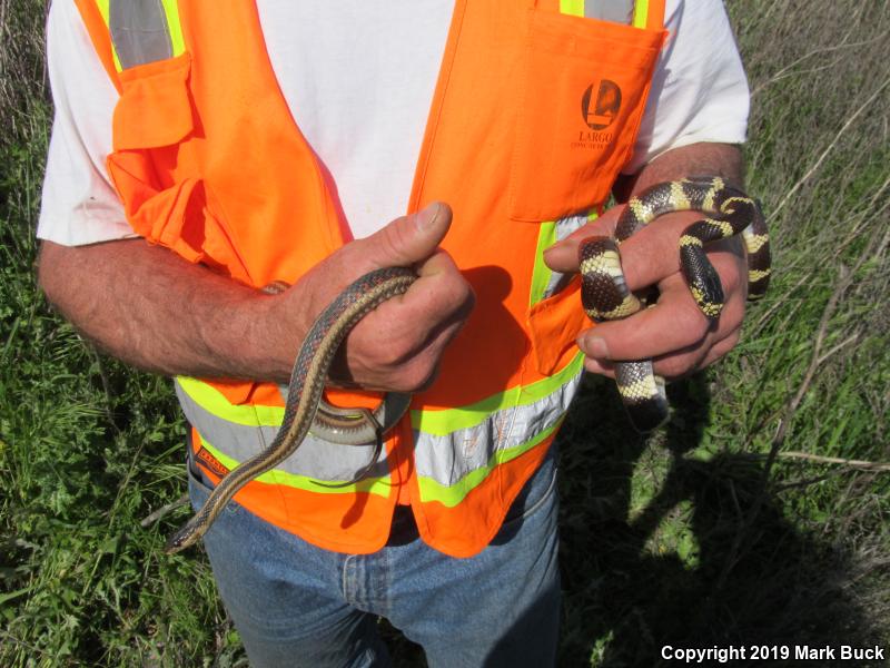 Valley Gartersnake (Thamnophis sirtalis fitchi)