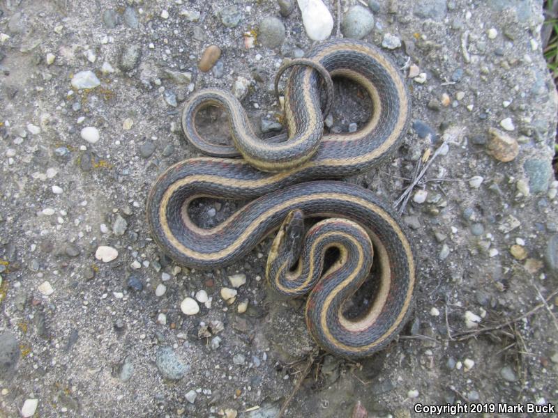 Valley Gartersnake (Thamnophis sirtalis fitchi)