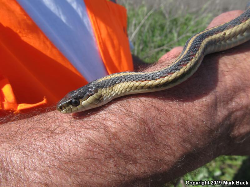 Valley Gartersnake (Thamnophis sirtalis fitchi)