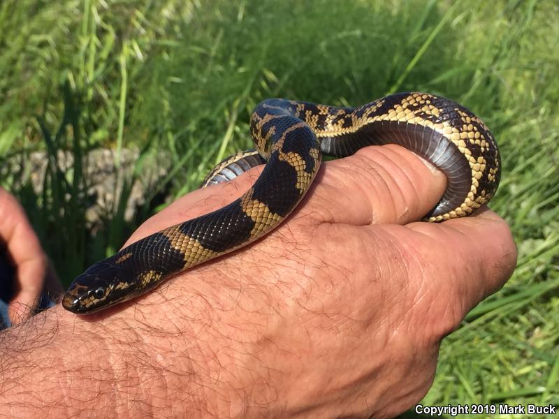 Death feigning in kingsnakes? - Field Herp Forum