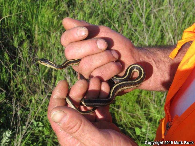 Valley Gartersnake (Thamnophis sirtalis fitchi)