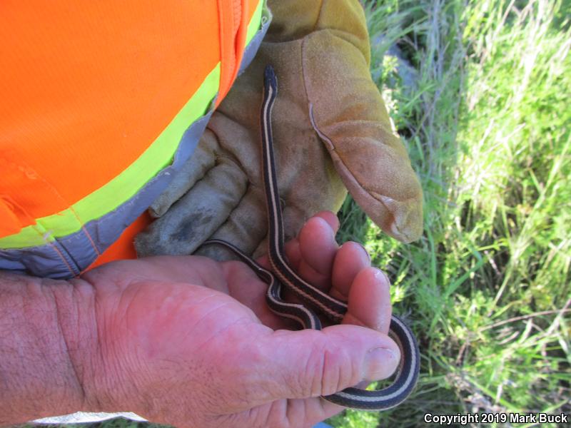 Valley Gartersnake (Thamnophis sirtalis fitchi)