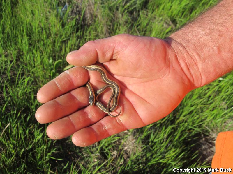 Valley Gartersnake (Thamnophis sirtalis fitchi)