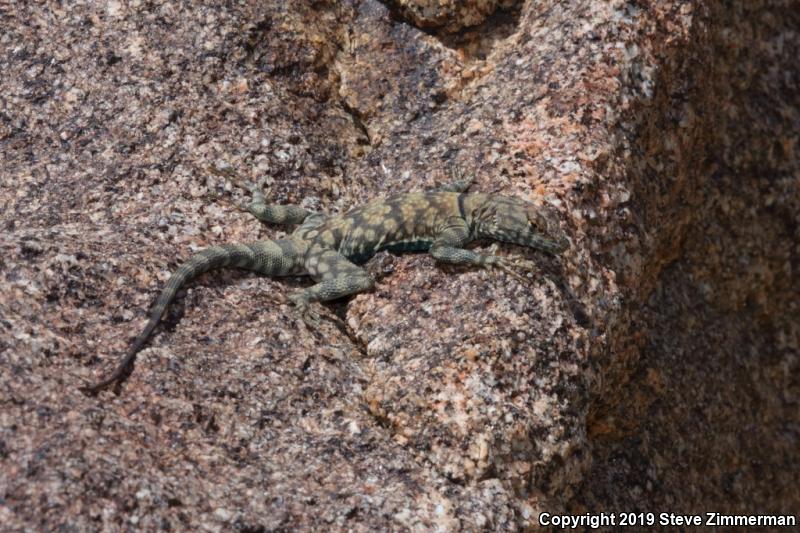 Banded Rock Lizard (Petrosaurus mearnsi)