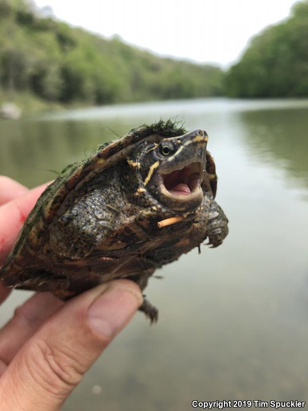 Eastern Musk Turtle (Sternotherus odoratus)