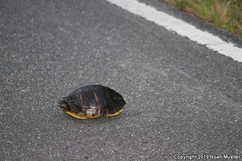 Florida Red-bellied Cooter (Pseudemys nelsoni)