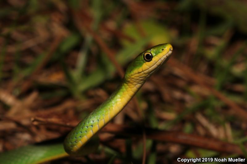 Florida Rough Greensnake (Opheodrys aestivus carinatus)