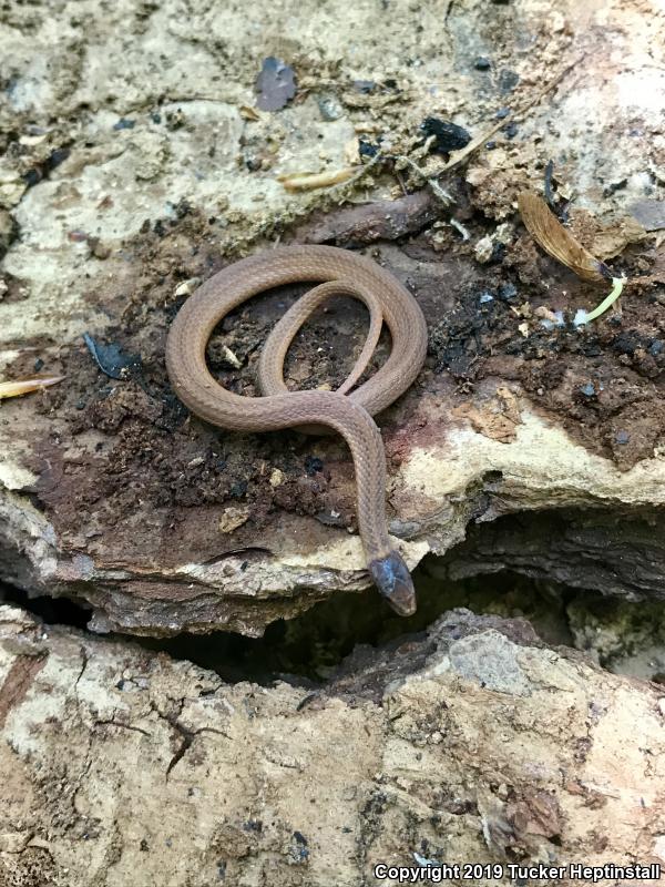 Rough Earthsnake (Virginia striatula)