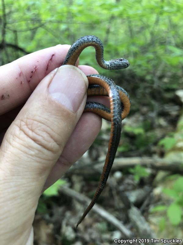 Northern Red-bellied Snake (Storeria occipitomaculata occipitomaculata)