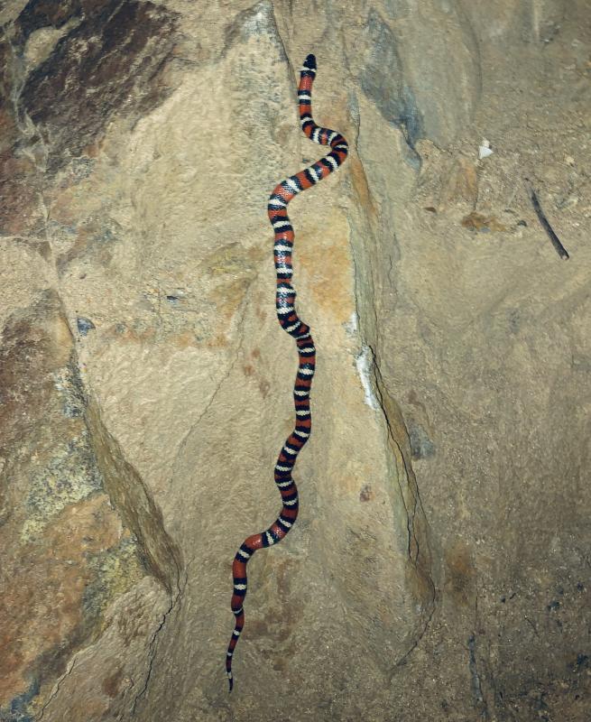 San Diego Mountain Kingsnake (Lampropeltis zonata pulchra)