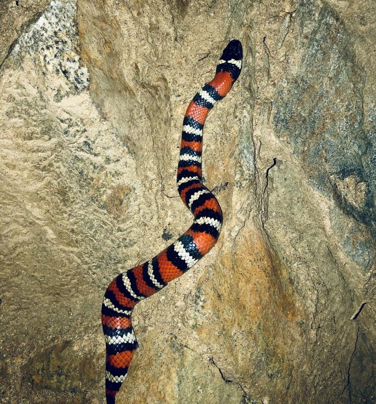 San Diego Mountain Kingsnake (Lampropeltis zonata pulchra)