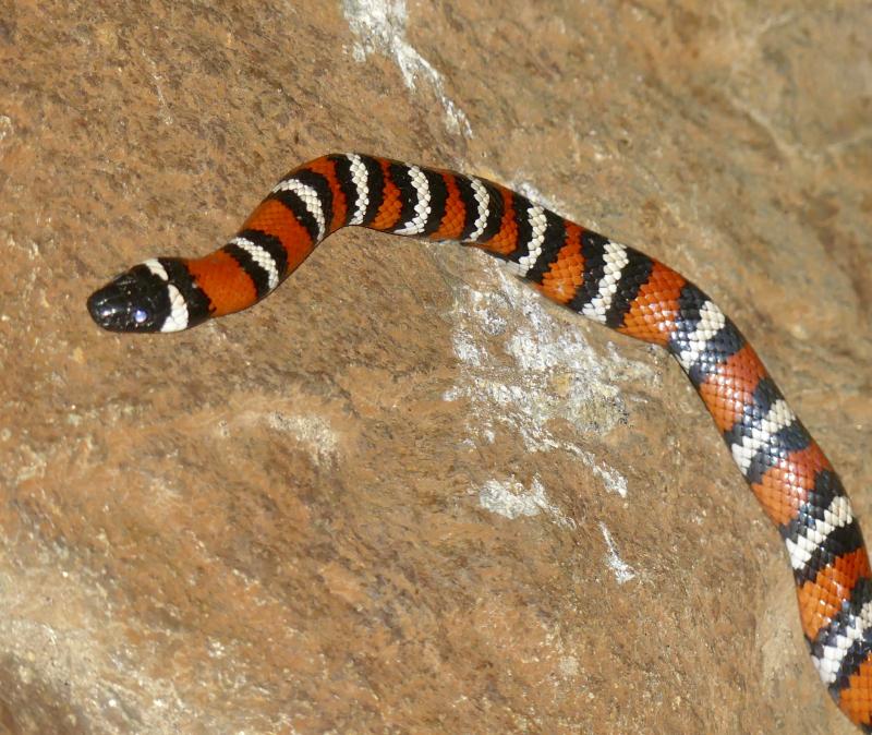 San Diego Mountain Kingsnake (Lampropeltis zonata pulchra)