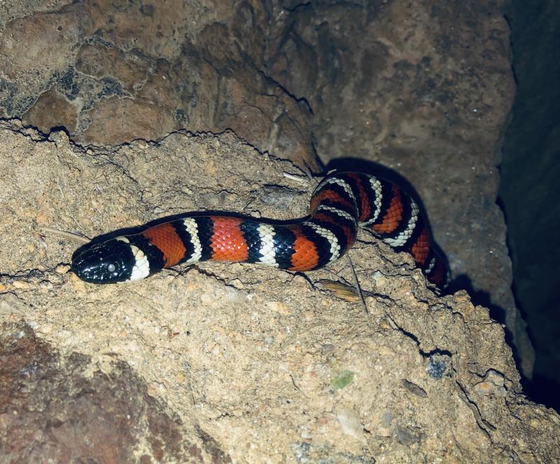 San Diego Mountain Kingsnake (Lampropeltis zonata pulchra)