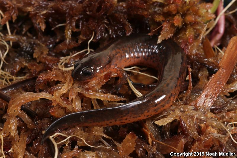 Rusty Mud Salamander (Pseudotriton montanus floridanus)