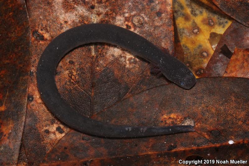 Lesser Siren (Siren intermedia)