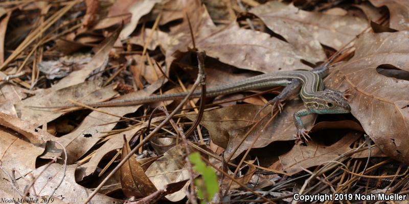 Six-lined Racerunner (Aspidoscelis sexlineata)