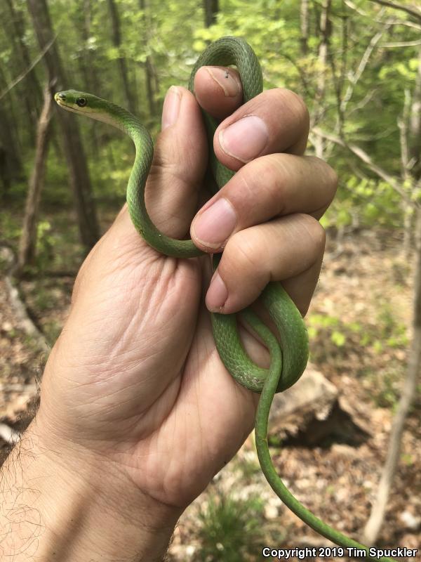 Northern Rough Greensnake (Opheodrys aestivus aestivus)