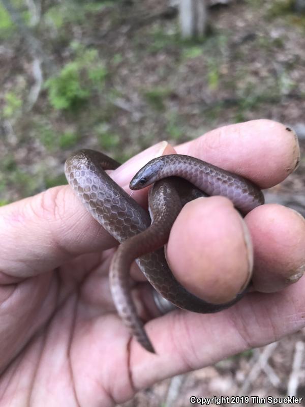 Midwestern Wormsnake (Carphophis amoenus helenae)